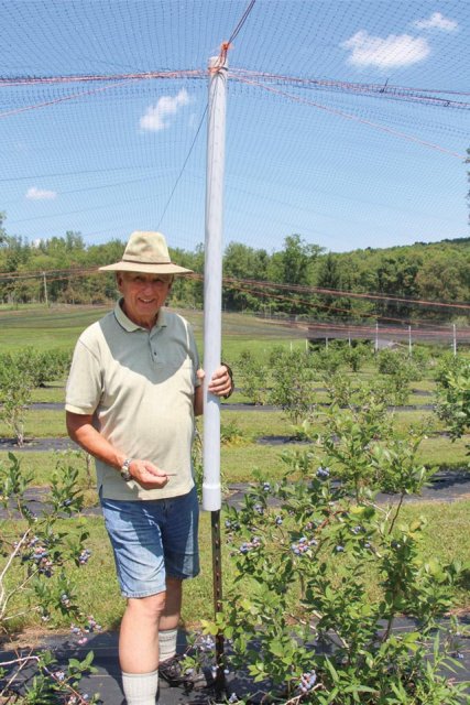 Bob McConnell shows the easy-to-use way to raise or lower his bird netting for pickers. (Photo credit: Christina Herrick)