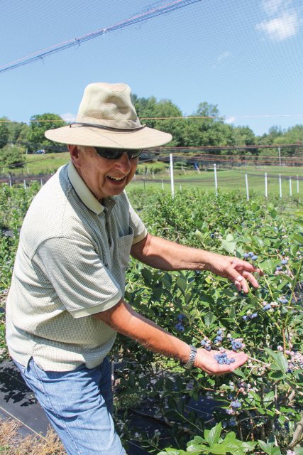 Bob McConnell compares the berries from ‘Bluecrop’ in his hand with those on a ‘Chandler’ plant. (Photo credit: Christina Herrick)