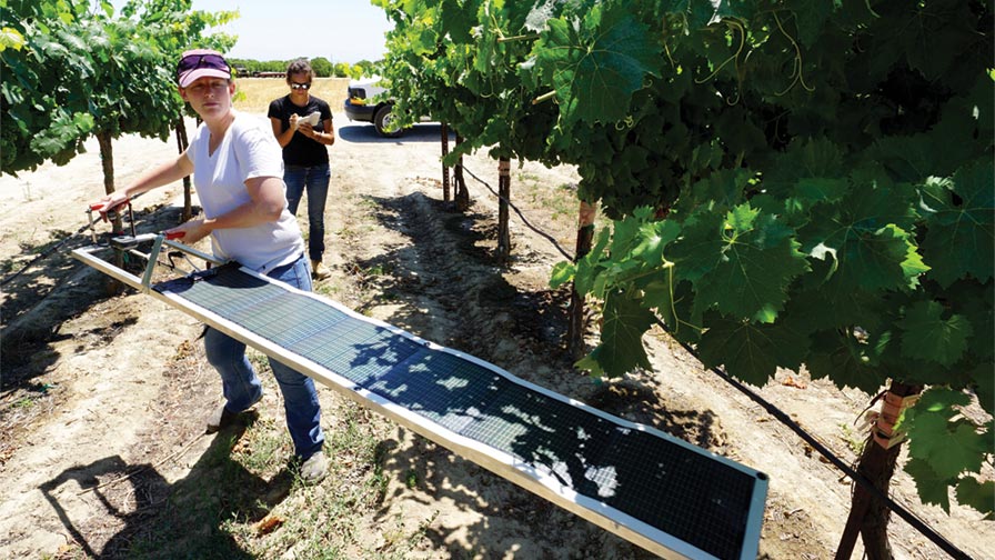 UC Cooperative Extension Viticulture Advisor Lindsay Jordan installs a solar “Paso Panel.” (Photo Credit: Matthew Fidelibus)
