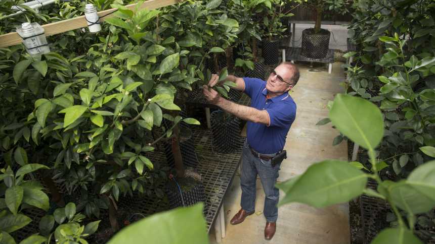 UF/IFAS researcher Fred Gmitter checking mandarin citrus trees