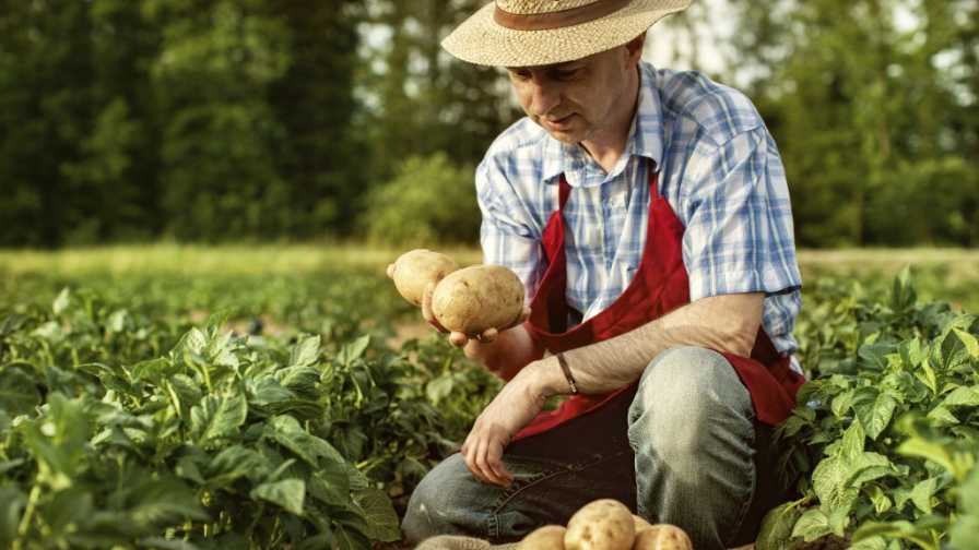 Organic potato grower staring at his crops