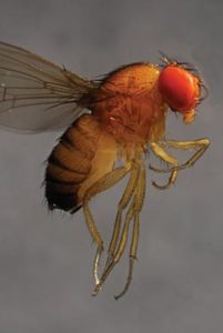SWD: Small fly, big problem. (Photo credit: Elizabeth Beers, Washington State University)