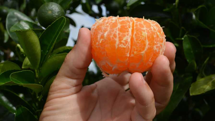 Tango citrus fruit peeled