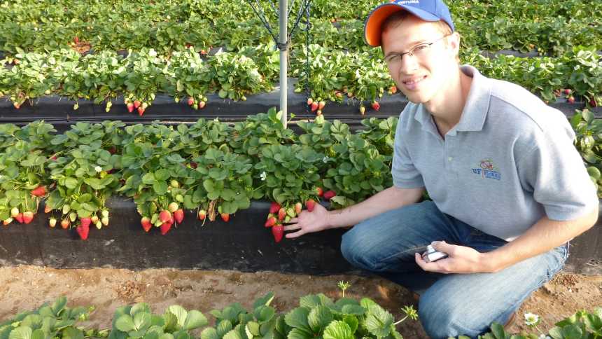 Vance Whitaker next to a bed of strawberries