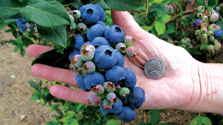 Proper pruning can help you achieve bigger blueberries, such as these. (Photo credit: Bob McConnell)