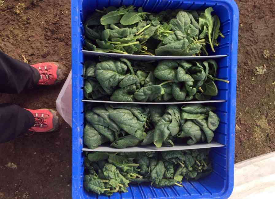 These varieties of high tunnel-produced spinach were harvested on Feb. 19, 2016 in New Hampshire. Photo credit: Kaitlyn Orde, University of New Hampshire
