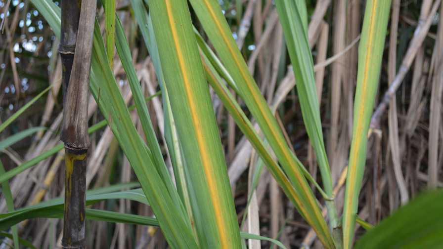 Sugarcane yellow leaf virus symptoms seen in leaves