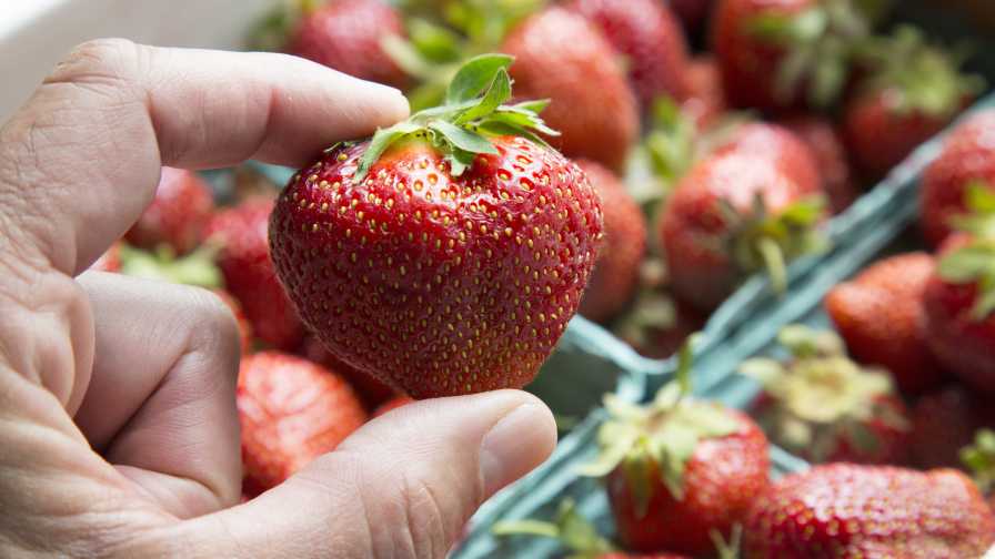 Closeup of the Archer strawberry from Cornell University