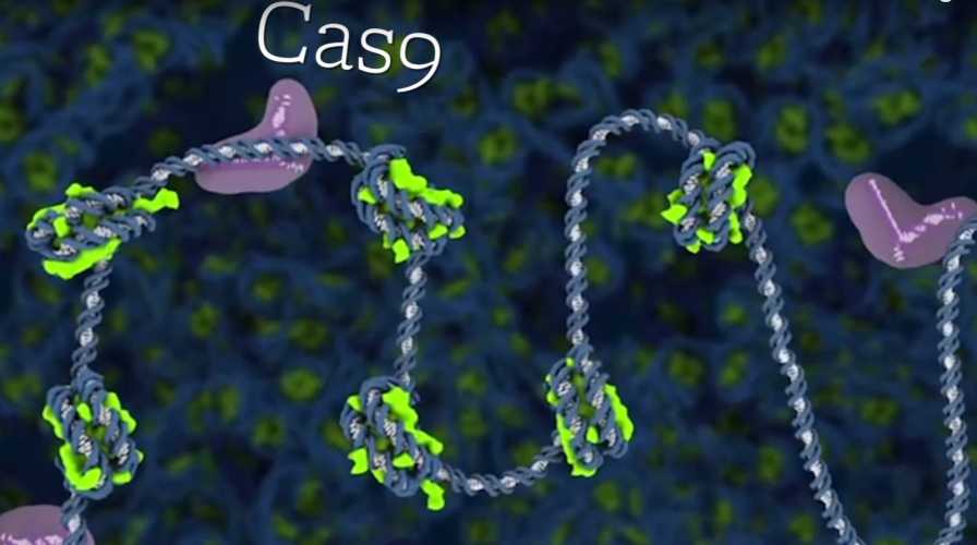 Illustration of CRISPR-Cas9
