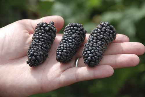 'Columbia Giant' is a new ARS blackberry cultivar. (Photo credit: Chad Finn, USDA-ARS)