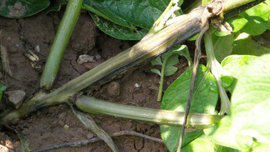 Fields infected with Dickeya have uneven emergence, raggedy stands, and there may be 10% to 40% of the plants missing. Photo credit: Steve Johnson