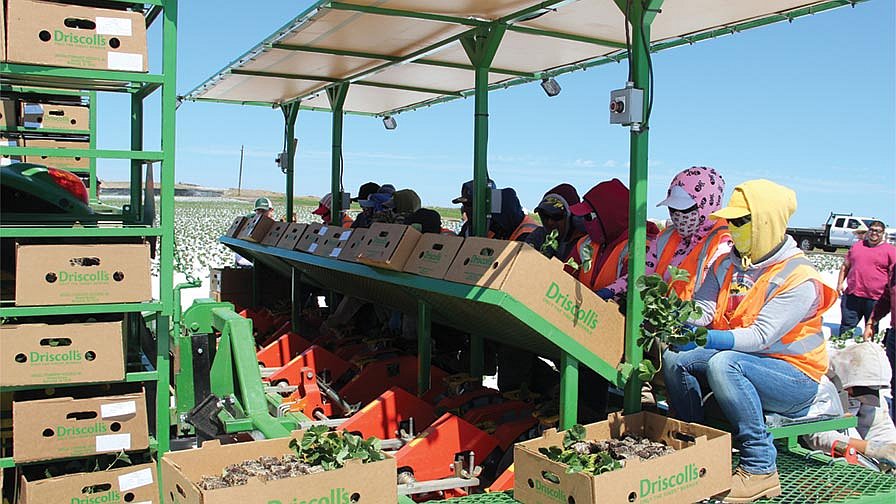 Mechanical strawberry transplanter, the first of its kind in California, developed from collaboration among Driscoll’s, Plantel, and Solex. (Photo credit: Surendra Dara)