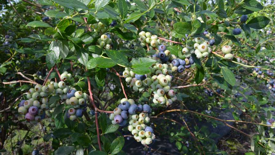 Clusters of 'Patrecia' blueberries
