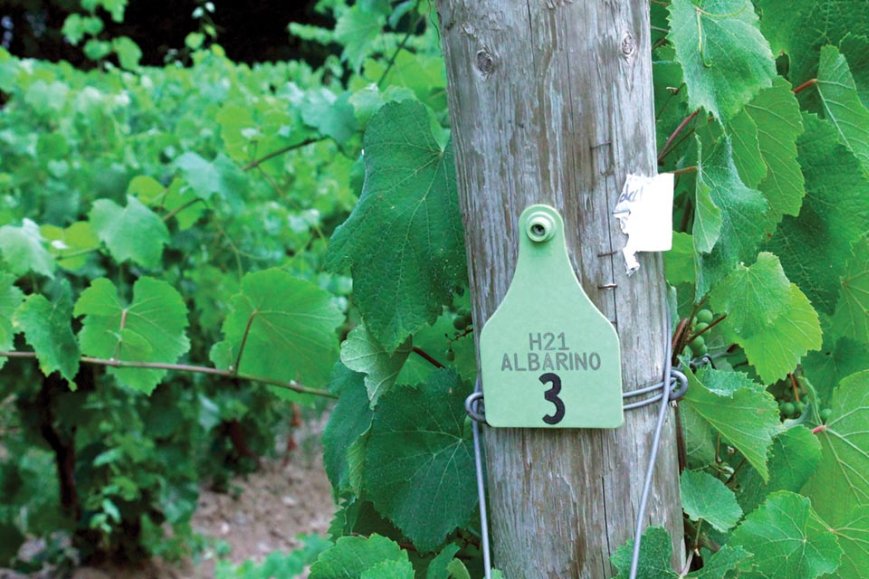 The Hazlitts were the first to plant ‘Albarino’ in the Finger Lakes. (Photo credit: Christina Herrick)