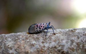 spotted-lanternfly-free-use