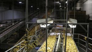 At Sterman Masser Potato Farms, spuds are washed, cooled, dried, and graded. The farm’s packing practices allow it to pack to order and offer the same-day or next-day delivery. Photo credit: Rosemary Gordon