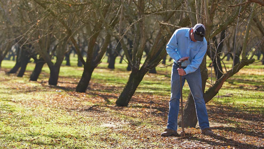 A thorough assessment of nematode populations by conducting soil sampling and laboratory examination is essential before deciding on soil fumigation. (Photo credit: Almond Board of California)