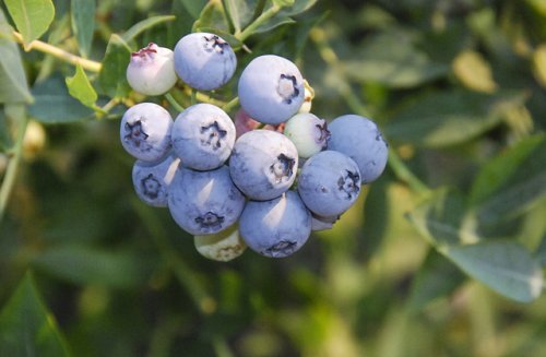 'Baby Blues' is a new ARS blueberry cultivar. (Photo credit: Chad Finn, USDA-ARS)