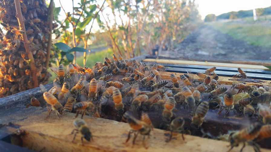 It Behooves Blueberry Growers To Protect Pollinators Growing Produce
