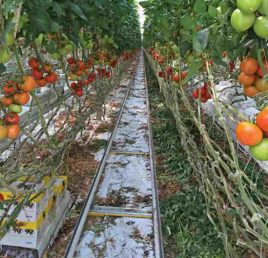 To have product ready to ship year-round, NatureFresh interplants its tomatoes, which involves adding a new crop behind plants that are currently producing tomatoes. 