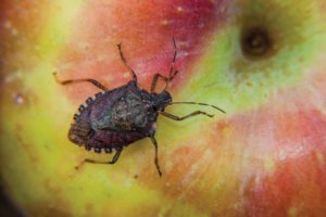 Brown marmorated stink bug on an apple, one its favorite fruits. (Photo credit: Jim Walgenbach)