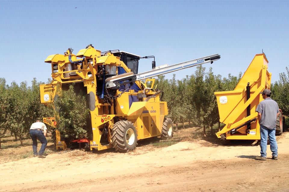 This modified olive harvester was used on the high-density block of almonds. (Photo credit: Billy Lyons)