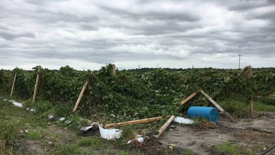 Hurricane Matthew-Damaged trellises of Asian vegetables