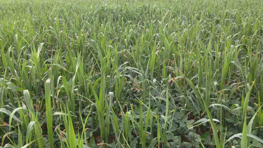 The sudangrass sorghum/cowpeas summer cover crop is an effective weed suppression combination. Photo credit: Julia Gaskin