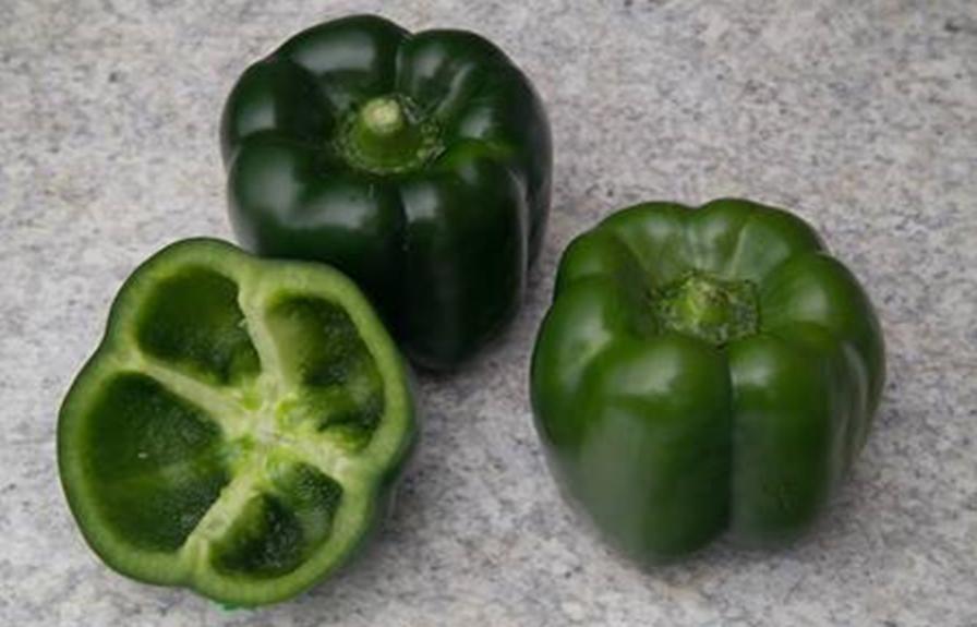 'Overgreen' pepper from Syngenta maintains deep color longer and provides growers with broader window for harvest. Photo courtesy of Syngenta