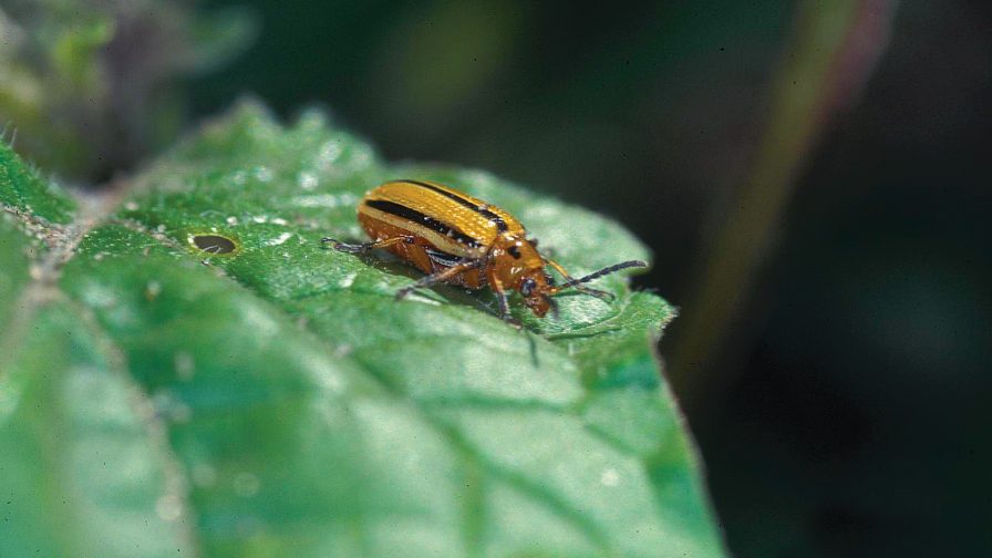 The striped cucumber beetle is a vector of the bacterial wilt pathogen. Photo credit: Gerald Holmes
