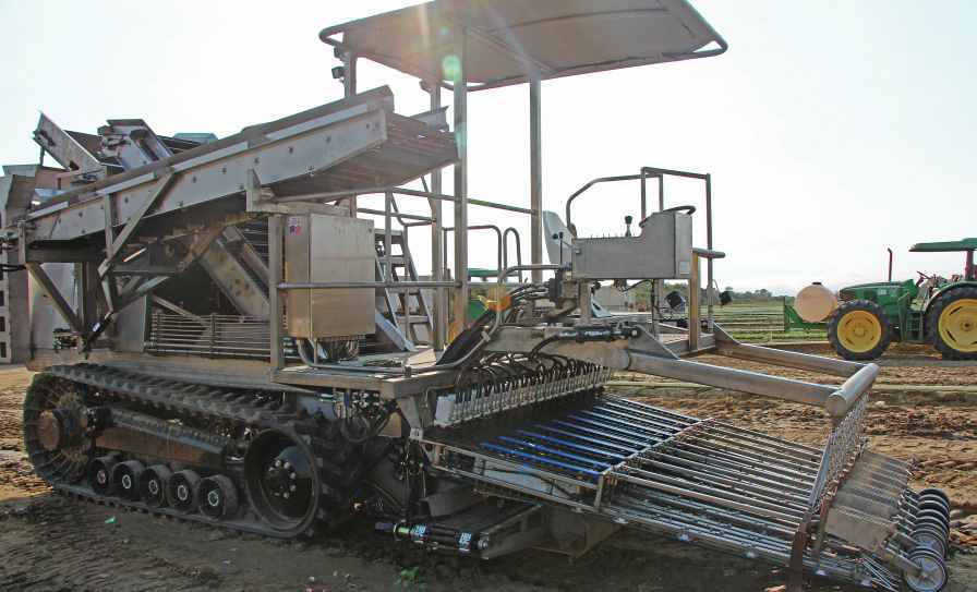 A new track harvester from Valley Fabrication can enter fields in all conditions to cleanly remove radishes with or without the leafy top. Photo credit: Rosemary Gordon