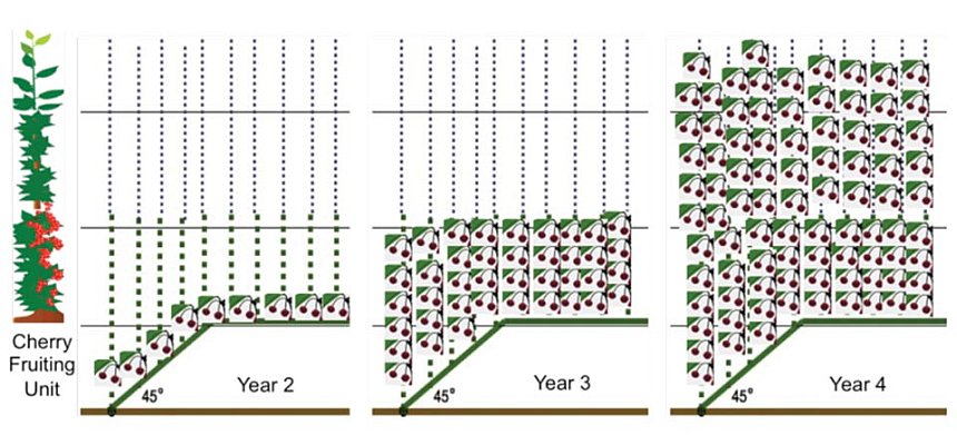 This diagram illustrates the second, third, and fourth years of the upright fruiting offshoots growing system. (Graphic: Greg Lang)
