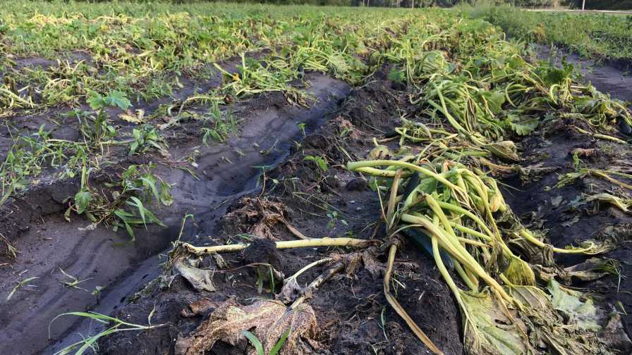 Closeup of Hurricane Matthew-damaged squash crops in Northeast Florida