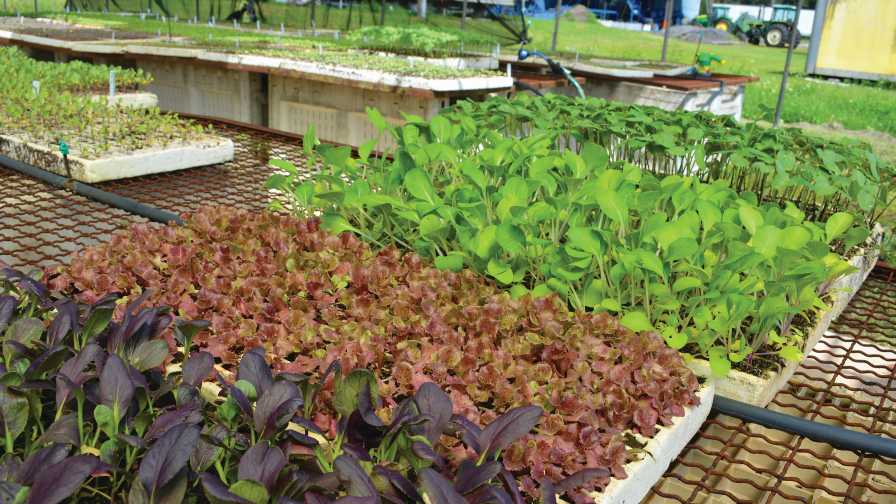 Microgreens being grown at Blue Sky Farms