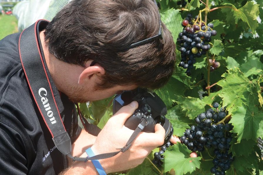 Taking high quality photos and emailing them to experts can be an effective way to help diagnose disease problems. Ryan Slaughter, a research assistant at OSU South Centers, is shown here taking close-up pictures of grape disease problems. (Photo credit: Gary Gao)
