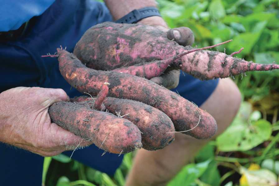 Sweet potatoes being held by Danny Johns of Blue Sky Farms