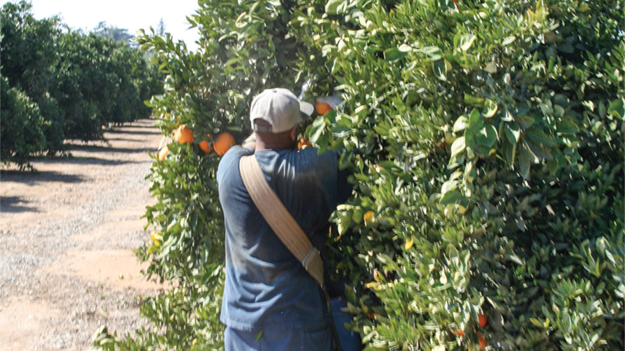 California Citrus Mutual and the Citrus Pest and Disease Prevention Program have spearheaded an effort to educate field crews about best practices to prevent the movement of plant material between harvest sites. (Photo Credit: David Eddy)