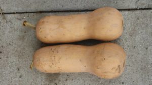 A Rupp-bred butternut squash, ‘Betternut 23’ is for both fresh market and processing.