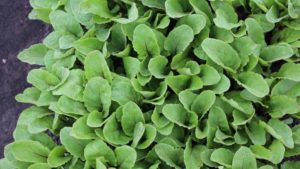 Sakata highlighted three baby leaf beets, ‘Fresh Cool,’ Fresh Pak,’ and ‘Fresh Start’ for spring mix growers. ‘Fresh Pak’ is a slow-to-moderate growing variety and Fresh Start is a fast growing baby leaf. Pictured here is‘Fresh Pak.' 