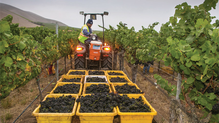 The harvest bins weren’t necessarily bursting this year in California winegrape country, but the quality was repeatedly described by industry veterans as outstanding. (Photo Credit: George Rose, California Wine Institute)