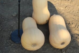 A new personal-size butternut squash, ‘Little Dipper’ is a high yielder that grows on a full vine.