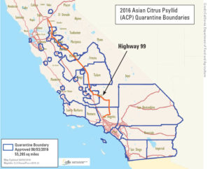 Asian citrus psyllid (ACP) is an enthusiastic hitchhiker. The pests are most frequently found along major traffic corridors such as Highway 99. 