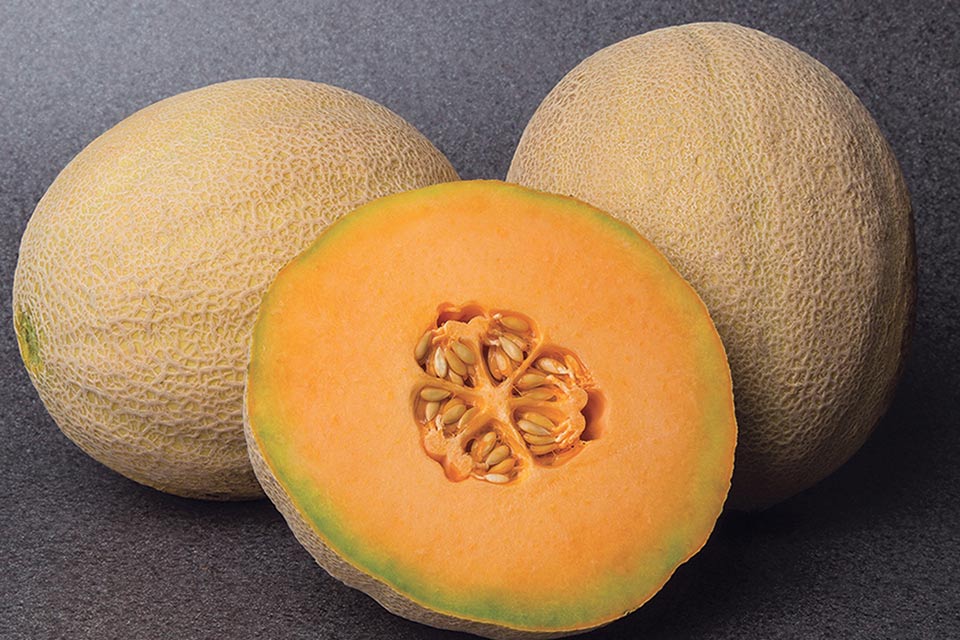 11 Tasty Cantaloupe and Other Melon Varieties Worth Trying Growing