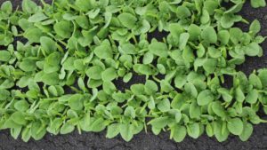 ‘Seaside’ is one of four new spinach varieties from Sakata that has resistance to downy mildew race 16.