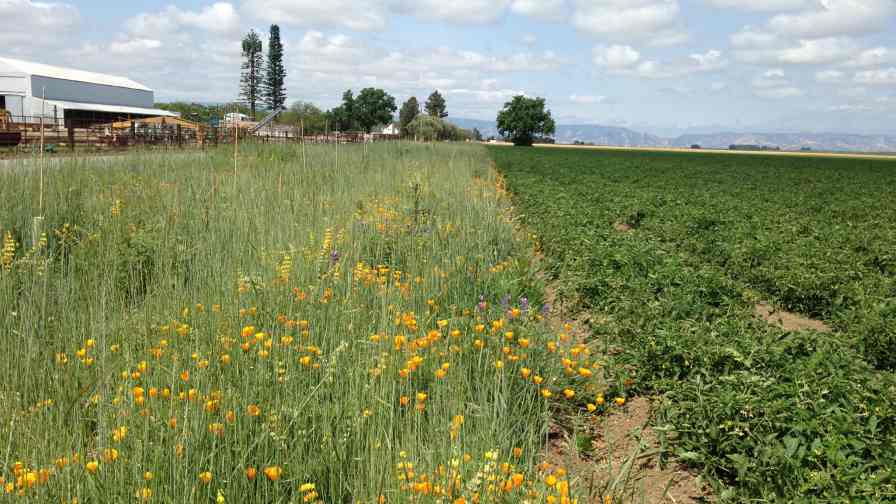 Using attractants such as wildflower mixes and shrubs ensures that bees have access to a steady source of flowering plants to keep them on your farm even during the off season. Photo credit: Rachael Long