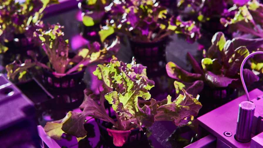 Growing crops in a climate controlled multi-layer environment with the LED lights achieves shorter growth cycles, higher water efficiency, flexible but guaranteed harvests and safe and healthy crops. Photo courtesy of Urban Crops.