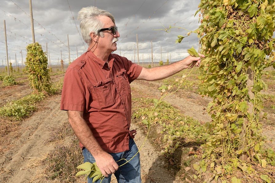 WSU hop researcher Doug Walsh at a harvested field in Prosser, WA, in October. (Photo credit: Washington State University)