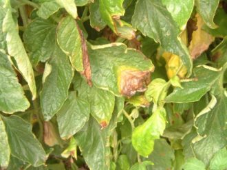 Gray Mold a Problem for Many Crops - Growing Produce