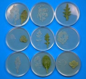 This image higlights salad leaf microflora prints. Photo credit: The University of Leicester