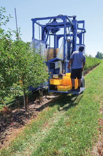 Ken Engle modifed a berry harvester to increase production in his high-density tart cherry system. (Photo Credit: Emily Pochubay)